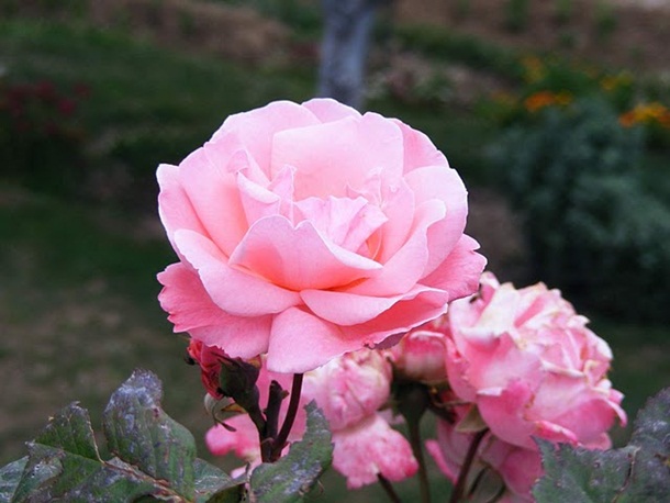 ازهار وورود جميلة (1)