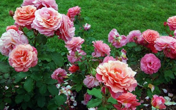 ازهار وورود جميلة (2)