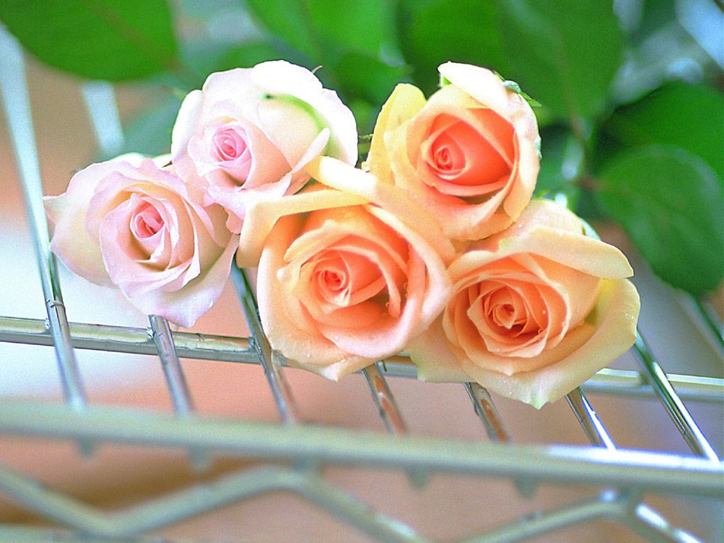 زهور حب ورومانسية (4)