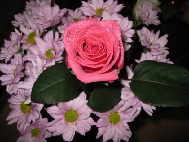 صور ازهار الحب وورود الحب واجمل ازهار الربيع (1)