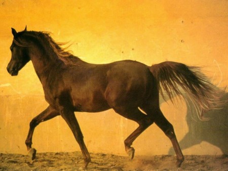 الوان احصنة عربية اصيلة (4)