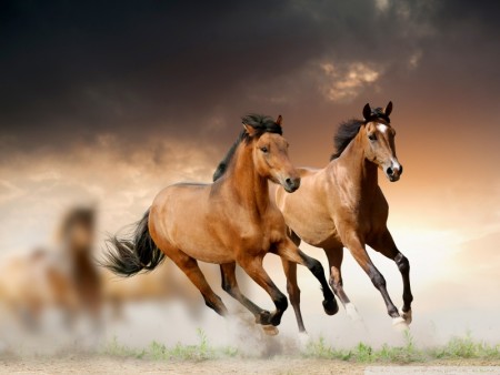خلفيات فرس عربي اصيل وصور احصنة جميلة (4)