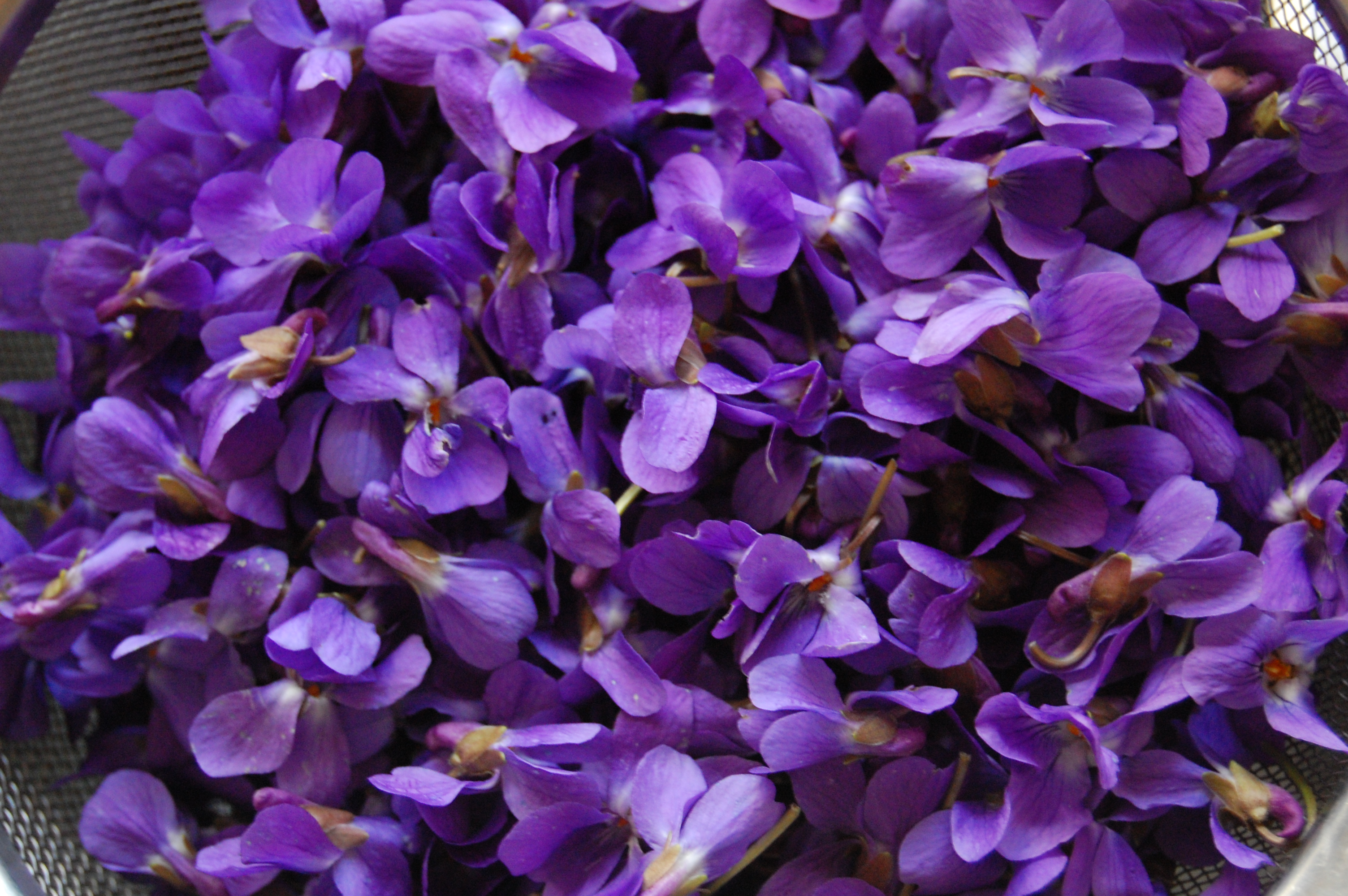 Породы фиолетовых цветов. Вайолет (фиолетовый). Манушак цахик. Вайолет цветок. Elvitsa Violet.