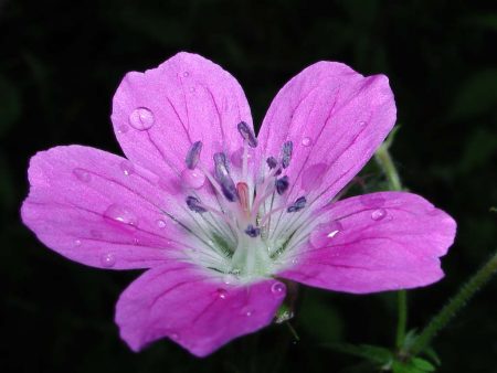 اجمل صور لزهرة البنفسج (5)