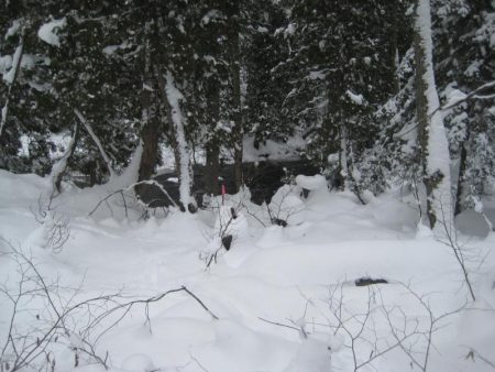Deep snow in the woods