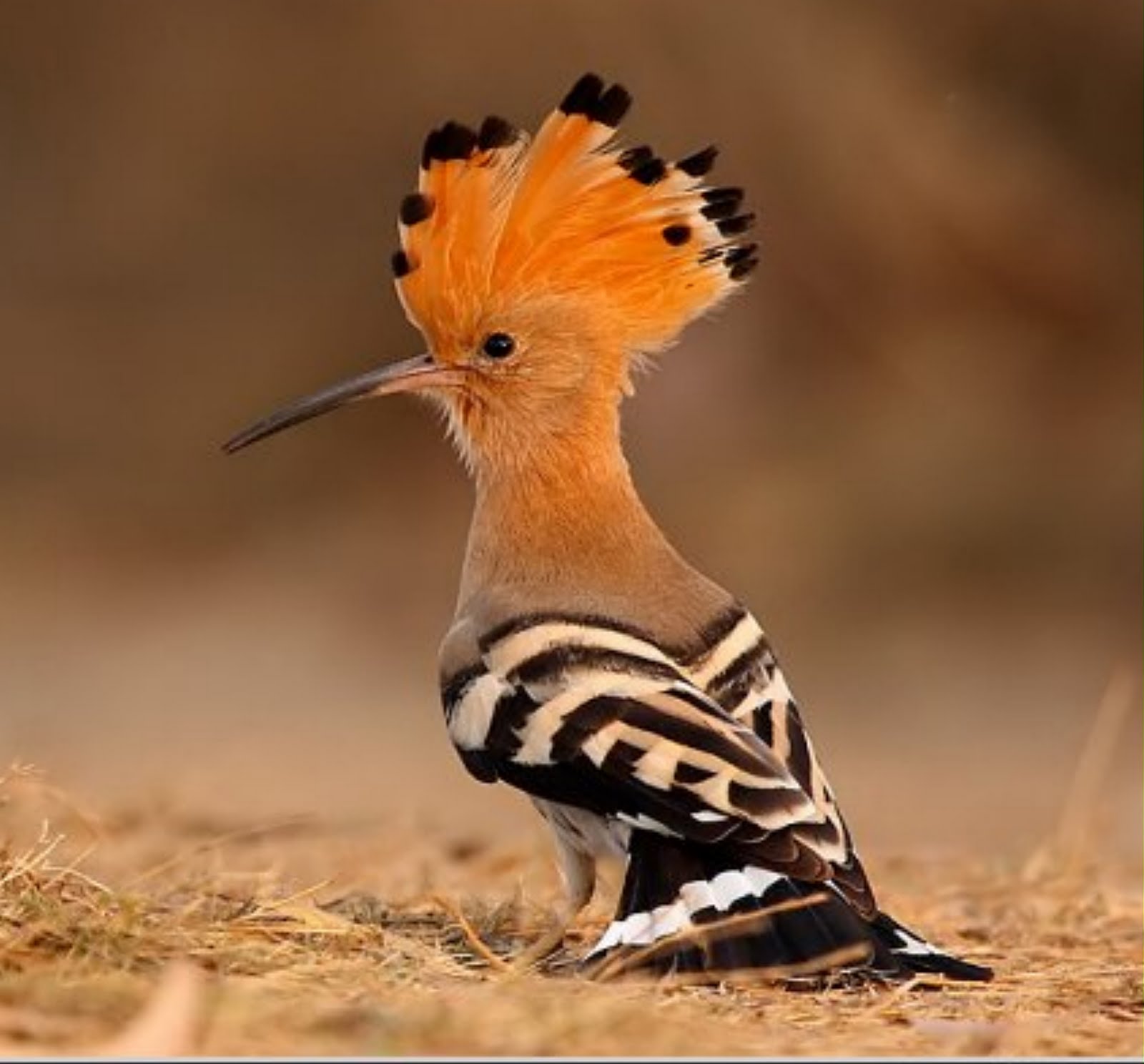 Image result for ‫طائر الهدهد  Hoopoe‬‎