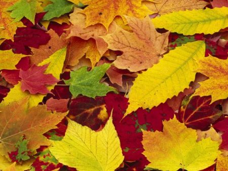 صور اوراق الشجر خلفيات عن فصل الخريف 2017 ميكساتك