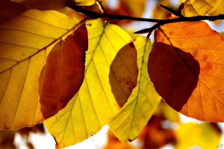اجمل ورق شجر 2017 فصل الخريف (1)