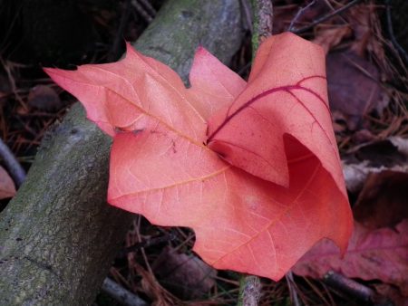اجمل ورق شجر 2017 فصل الخريف (2)