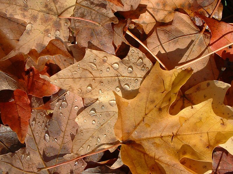 صور اوراق الشجر خلفيات عن فصل الخريف 2017 ميكساتك