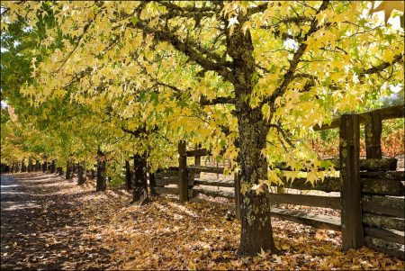 ورق شجر متساقط فصل الخريف بالصور (3)