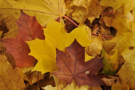 ورق شجر متساقط فصل الخريف بالصور (4)