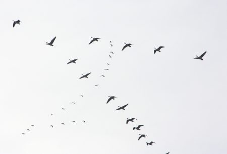 صور عن هجرة الطيور في سرب طيور مهاجرة روعة ميكساتك