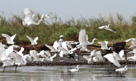 صور الطيور المهاجرة (1)