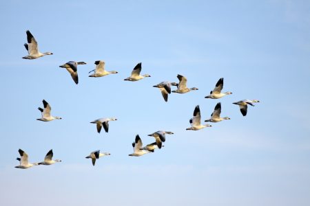 رمزيات طيور مهاجرة (4)