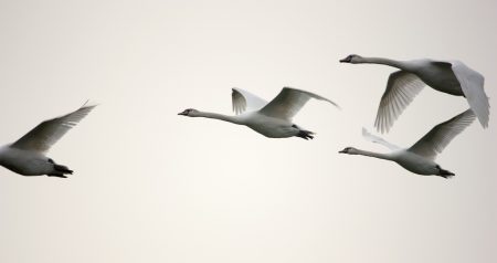 صور رمزية طيور مهاجرة HD (1)