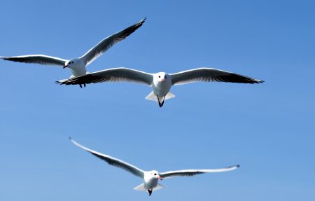 صور طيور النورس اجمل خلفيات طائر النورس HD (4)