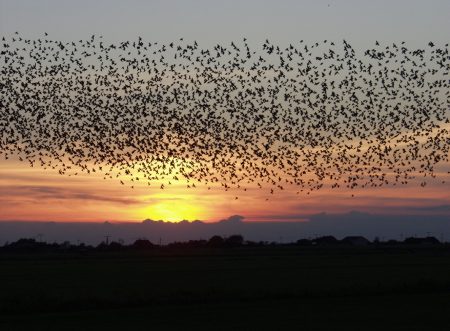 صور عن هجرة الطيور (1)