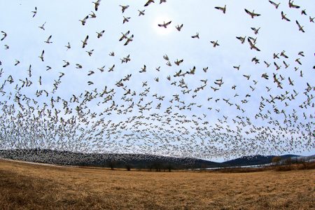 صور عن هجرة الطيور (4)