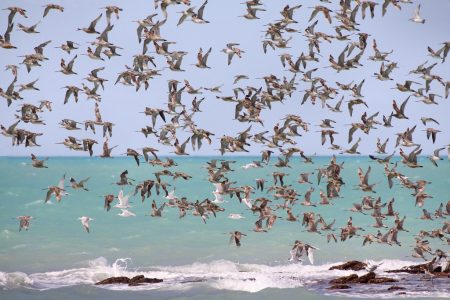 صور عن هجرة الطيور في سرب طيور مهاجرة روعة (1)