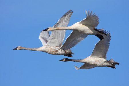 صور عن هجرة الطيور في سرب طيور مهاجرة روعة (2)