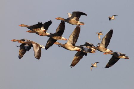 هجرة الطيور بالصور (1)