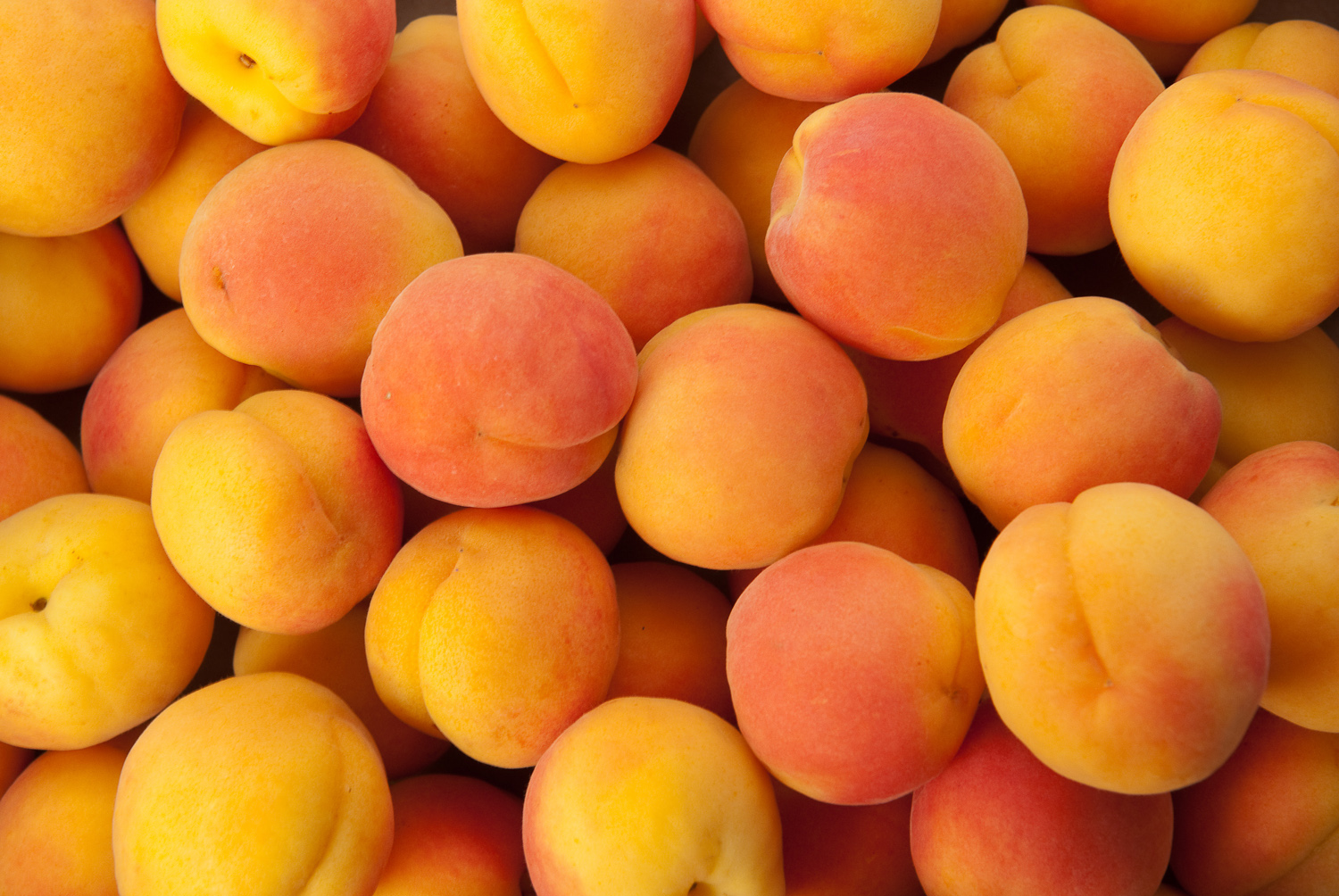 Абрикос персиковый описание. Нектарин сорт манго. Абрикос сорт Шалах. Шалах а1 абрикос. Сорт абрикосов Шалах.