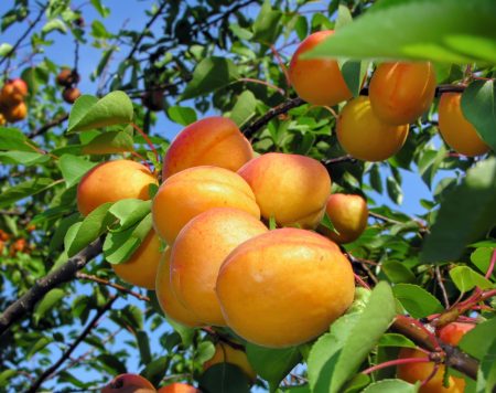 apricots photos (3)