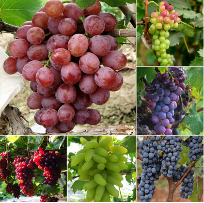 grapes wallpapers (2)