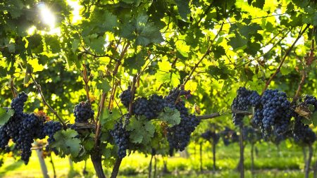 Purple grapes