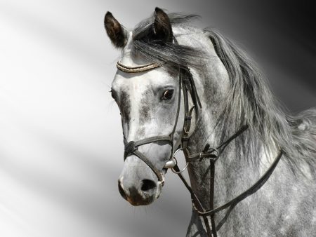 صور خيل عربي اصيل رمزيات وخلفيات خيول 2017 ميكساتك