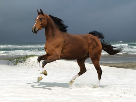 horses photos (3)