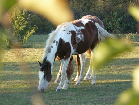 احلي رمزيات خيل (1)