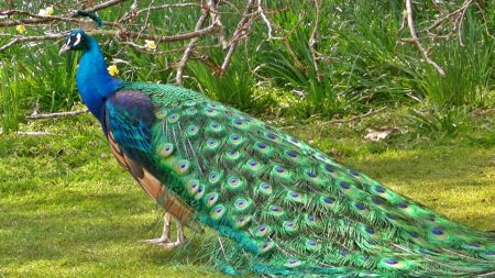 اجمل صور طاووس (1)