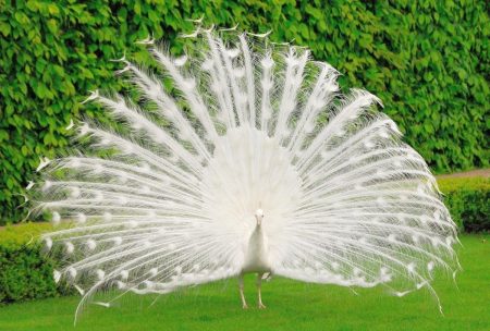 اجمل صور طاووس (2)
