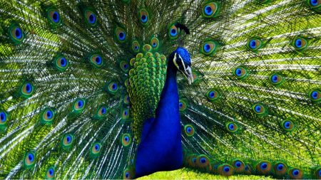اجمل صور طاووس (3)