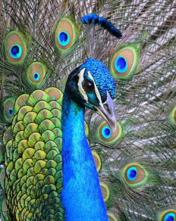 اجمل صور طاووس (4)