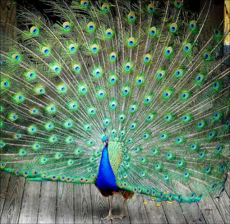 صور طاووس (1)
