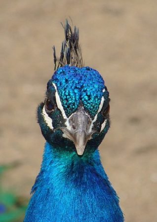 صور طاووس (2)