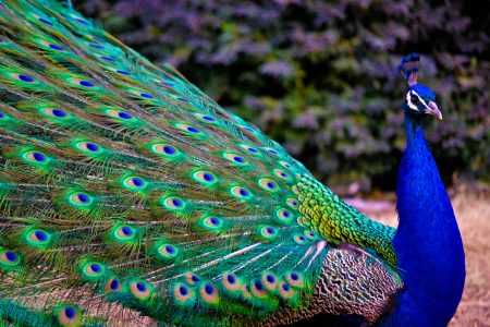 صور طاووس جميلة (1)