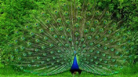 طاووس بالصور الوان الطاووس (3)