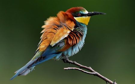 احدث صور طيور جميلة ملونة خلفيات ورمزيات (2)