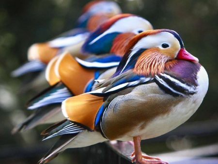 انواع طيور مختلفة (3)