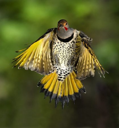صور انواع الطيور خلفيات ورمزيات طيور ملونة (2)