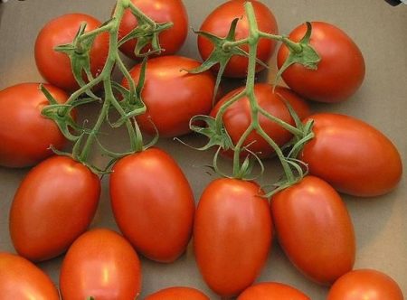 صورة طماطم (3)