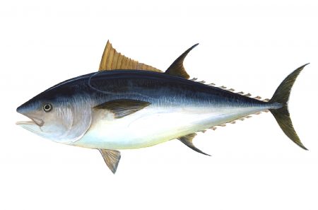 اشكال و صور سمك التونة (1)