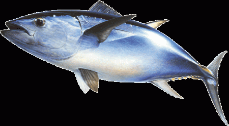 سمكة التونة (1)