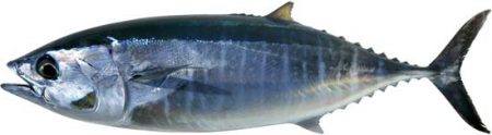 صور سمك التونة (1)