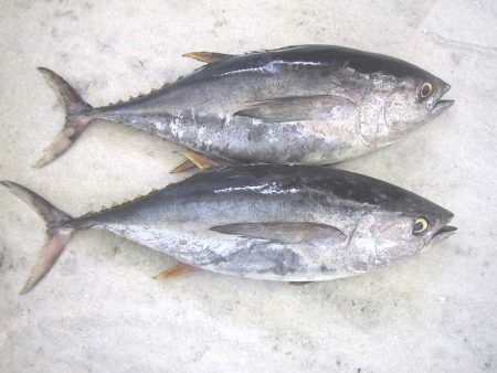 صور سمكة التونة (3)
