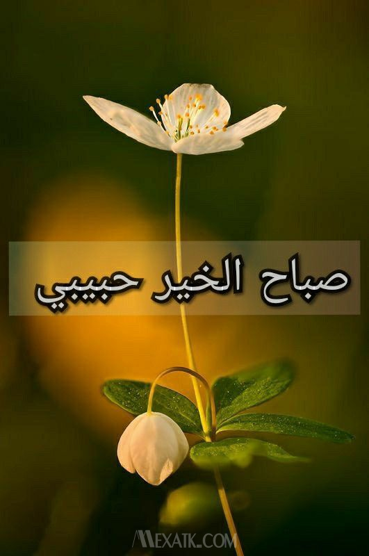 صور صباحية حبيبي 2